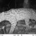 la-selva-no-esta-tan-lejos-como-crees-02