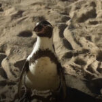 lecciones-de-un-pinguino-04