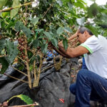 del-dulce-a-lo-amargo-el-auge-cafetero-en-el-valle-del-cauca-05