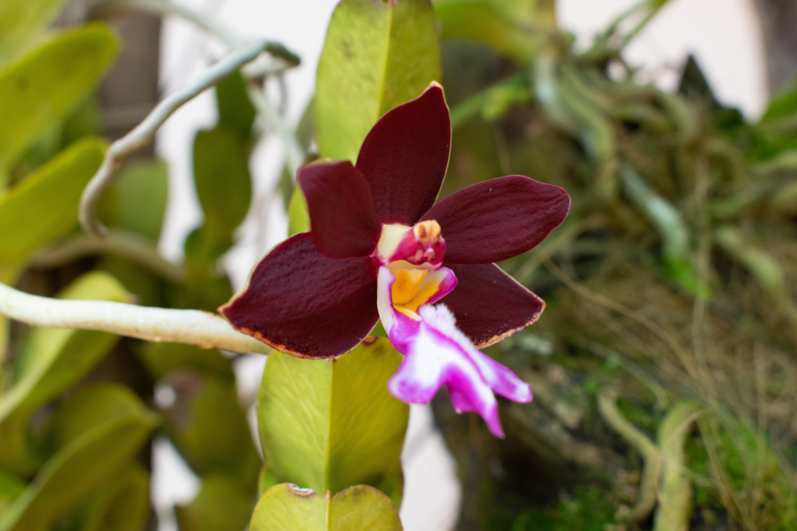 el-arte-paciente-de-cultivar-orquideas-02