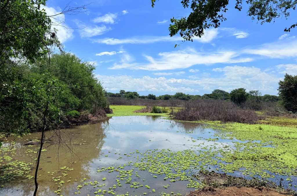 humedal-platanares-hogar-de-aves-y-vida-renace-con-labores-de-limpieza-01