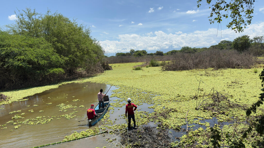humedal-platanares-hogar-de-aves-y-vida-renace-con-labores-de-limpieza-04