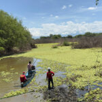 humedal-platanares-hogar-de-aves-y-vida-renace-con-labores-de-limpieza-04