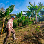 restitucion-de-tierras-beneficia-a-miles-de-familias-en-el-valle-y-eje-cafetero-03