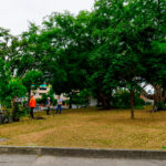 arboles-de-vida-un-homenaje-que-echara-raices-en-cali-01